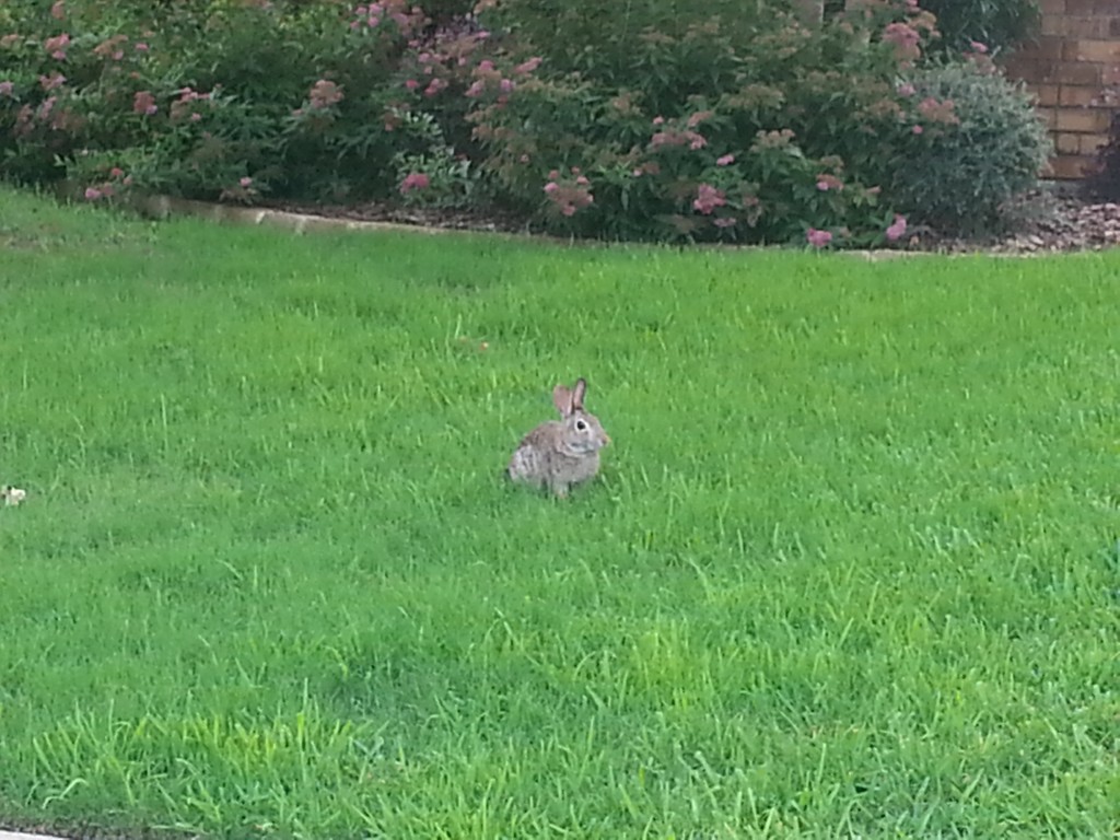 That's the most foul, cruel, and bad-tempered rodent you ever set eyes on!