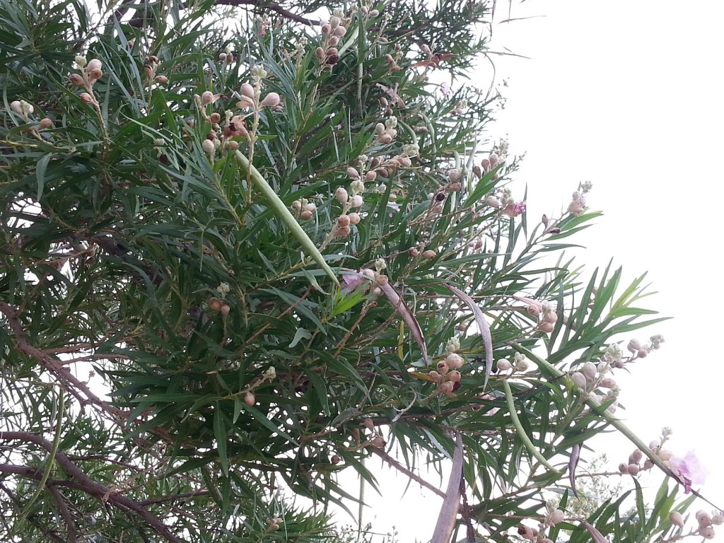 blooming mesquite 2