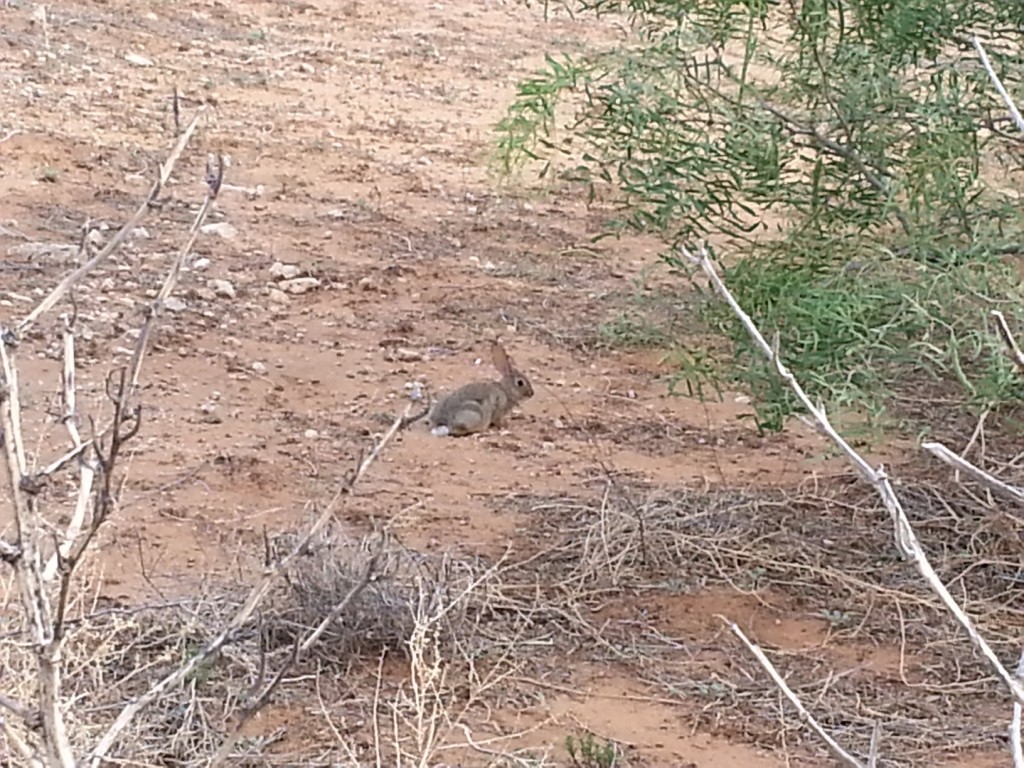 bunny