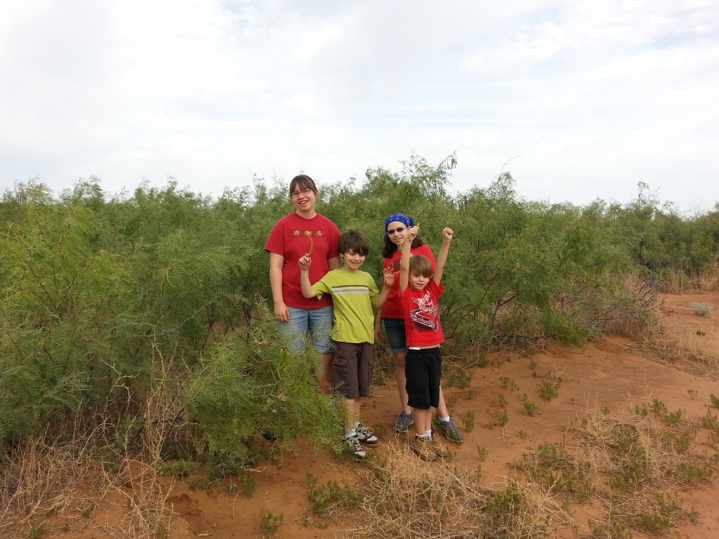 mesquite forrest
