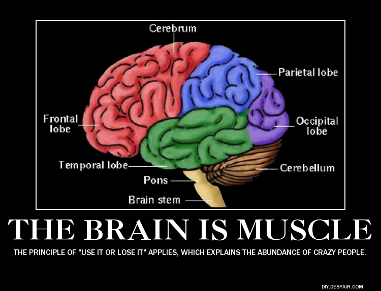 Your brain is a muscle