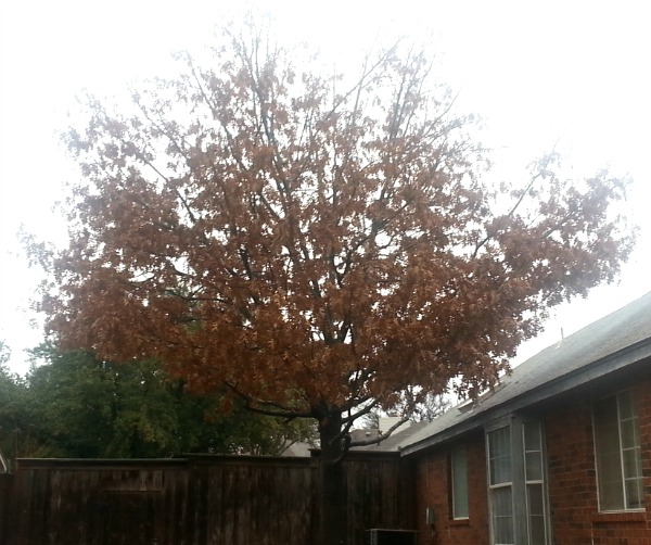 oak in winter