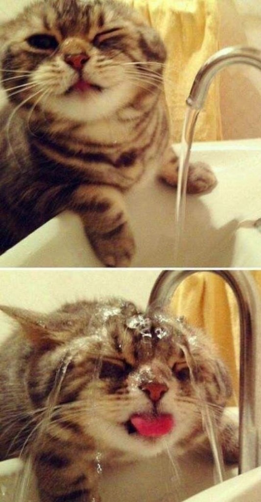 silly kitty