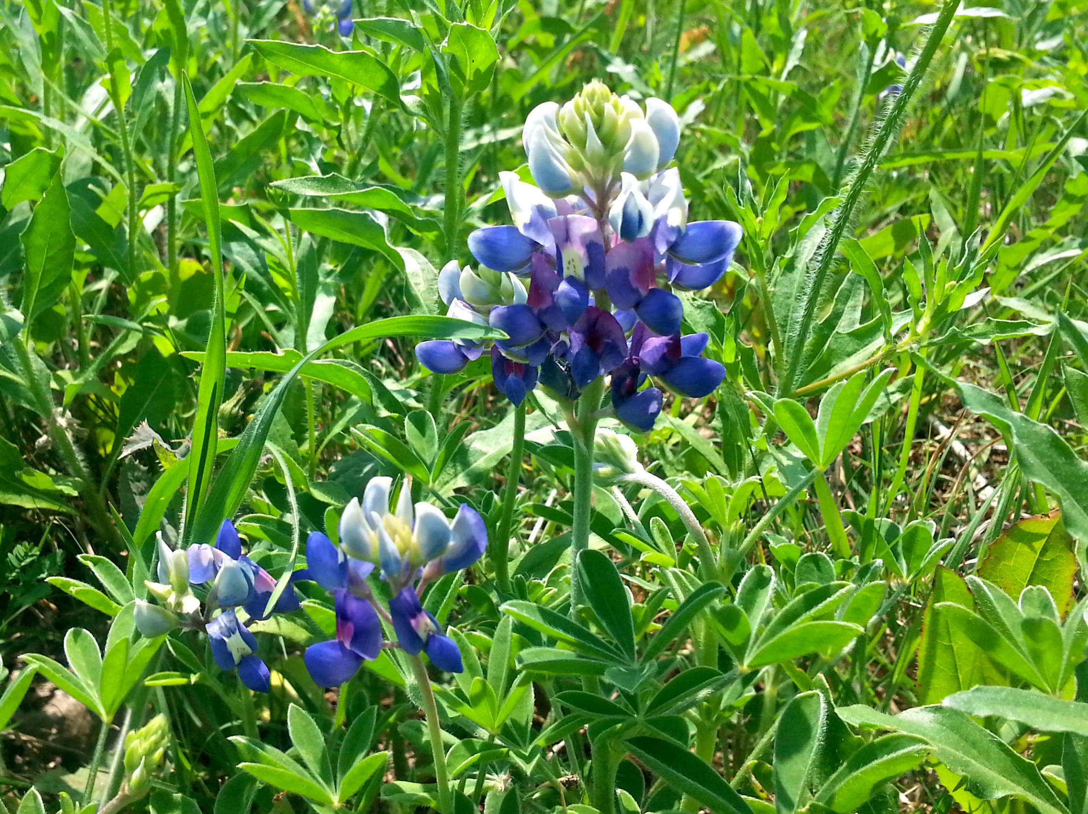 The bluebonnets have arrived!