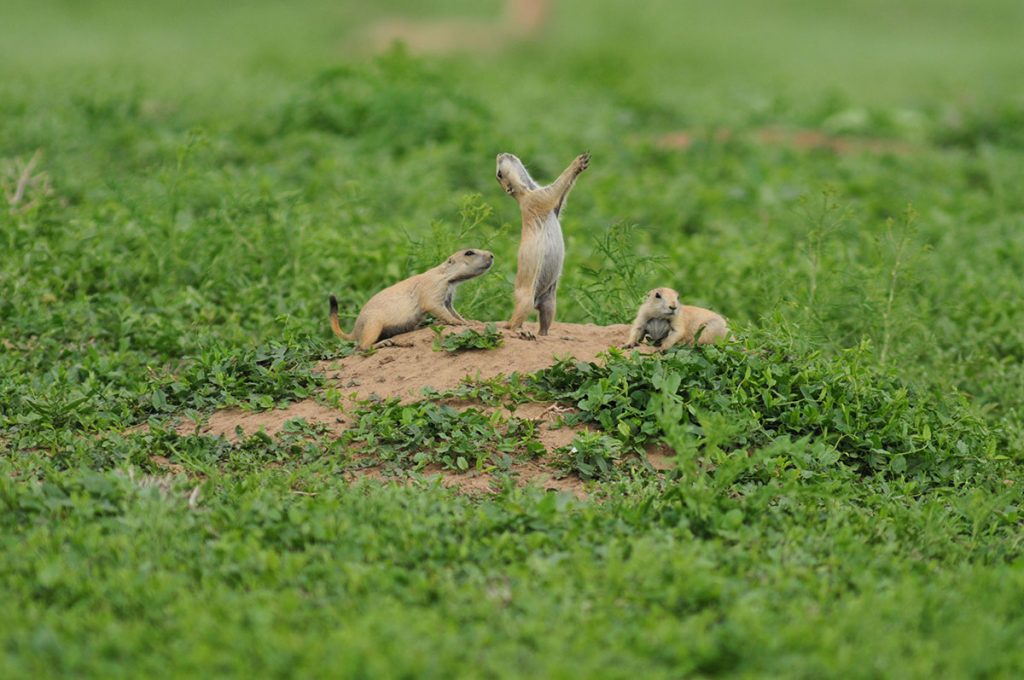8prairie-dog-jump