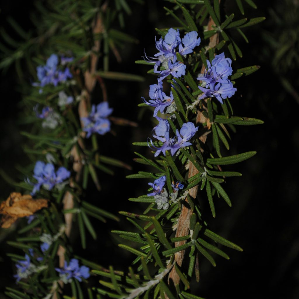 Beauty in my front yard: rosemary in bloom.