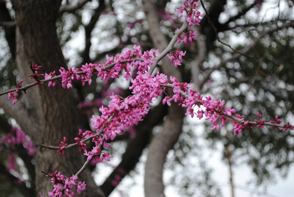 Redbuds are spring's herald in my area. What announces spring where you live?